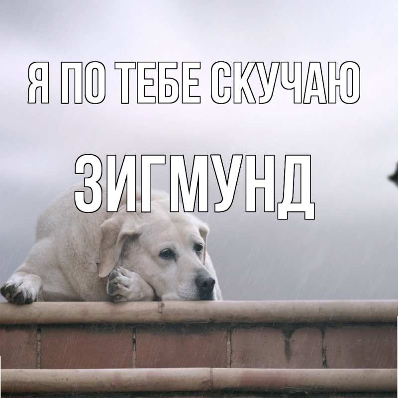 Картинка Я по тебе скучаю, Зигмунд