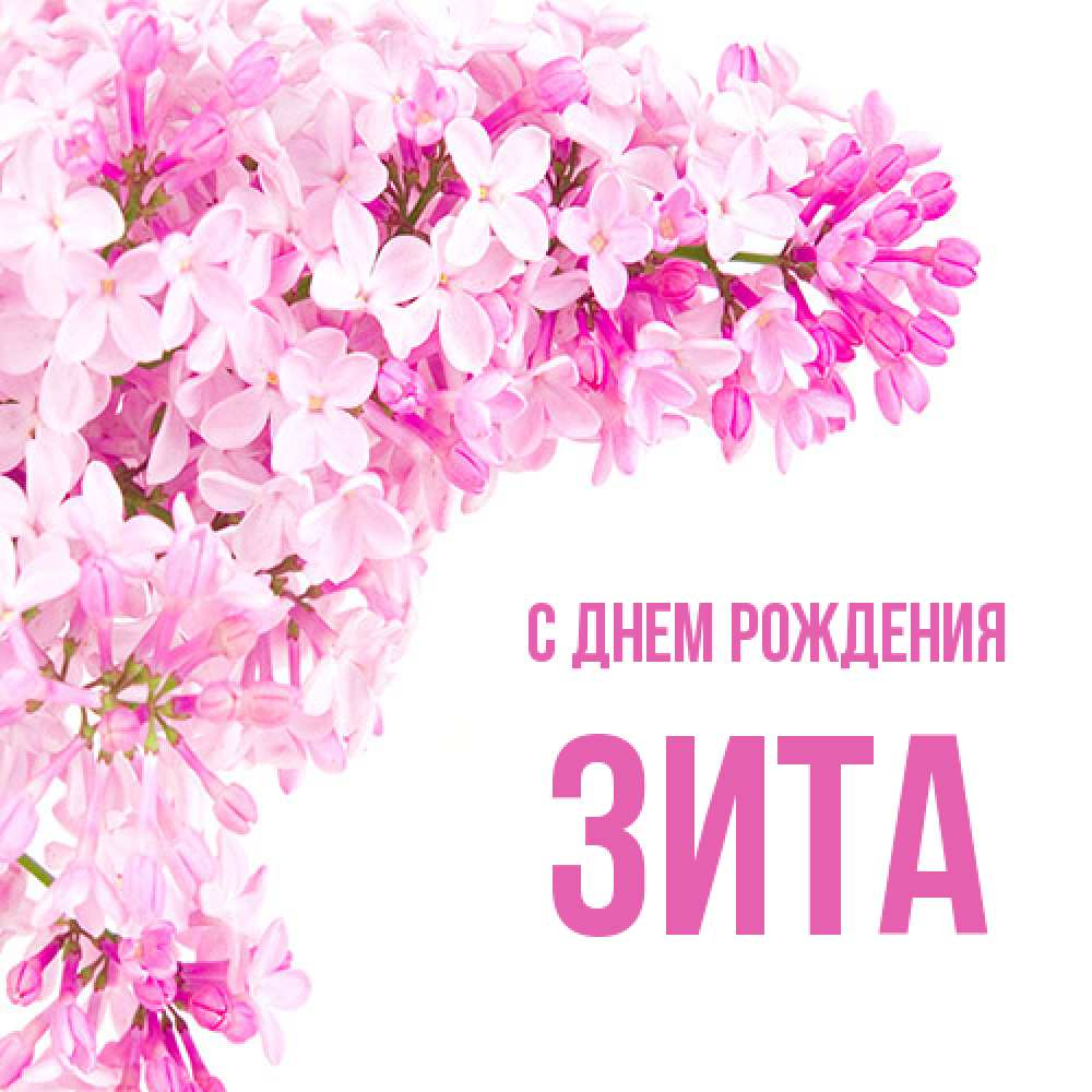 Открытка на каждый день с именем, Зита С днем рождения Сирень на белом фоне Прикольная открытка с пожеланием онлайн скачать бесплатно 