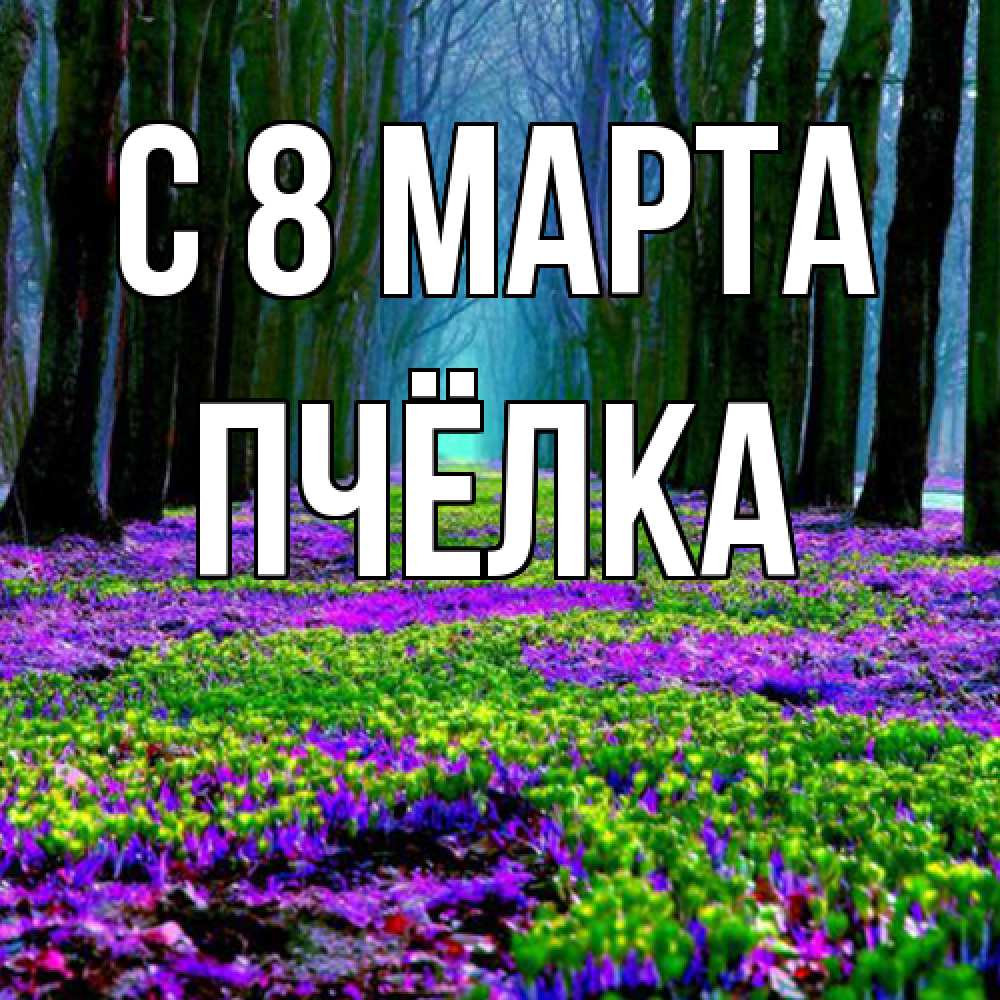 Открытка на каждый день с именем, Пчёлка C 8 МАРТА фиолетовые цветы в лесу 1 Прикольная открытка с пожеланием онлайн скачать бесплатно 
