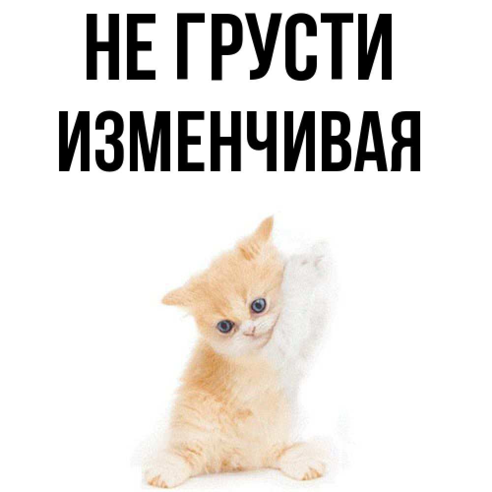 Открытка на каждый день с именем, изменчивая Не грусти просящий кот Прикольная открытка с пожеланием онлайн скачать бесплатно 