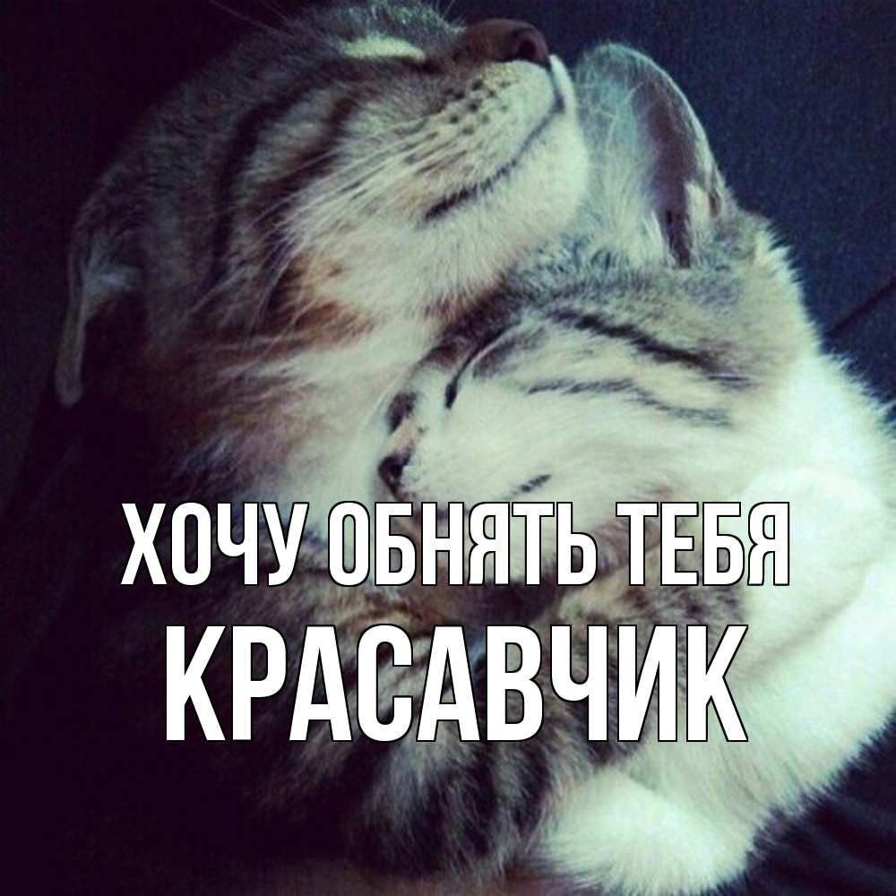 Открытка на каждый день с именем, Красавчик Хочу обнять тебя полосатики Прикольная открытка с пожеланием онлайн скачать бесплатно 