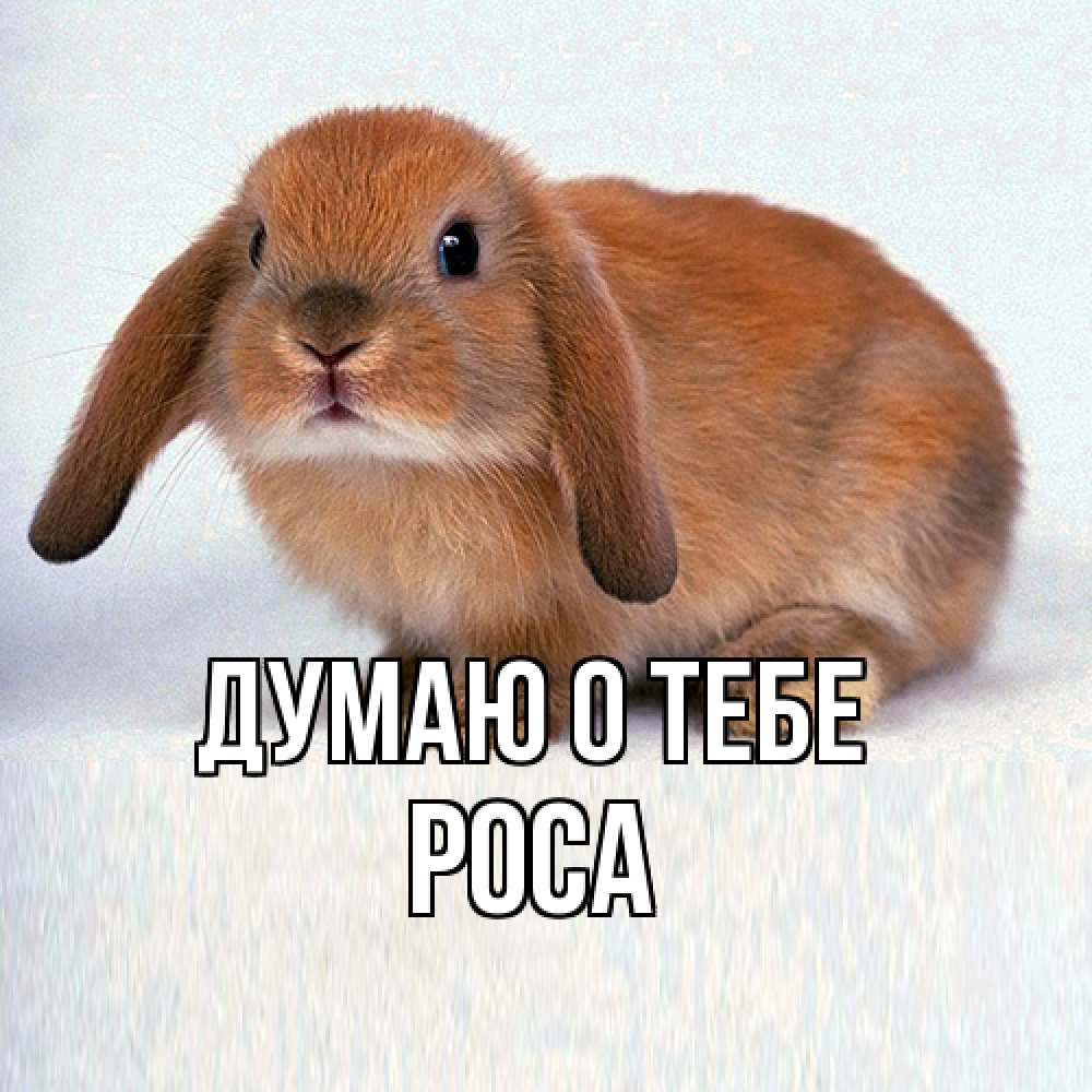 Открытка на каждый день с именем, Роса Думаю о тебе кроль коричневый Прикольная открытка с пожеланием онлайн скачать бесплатно 