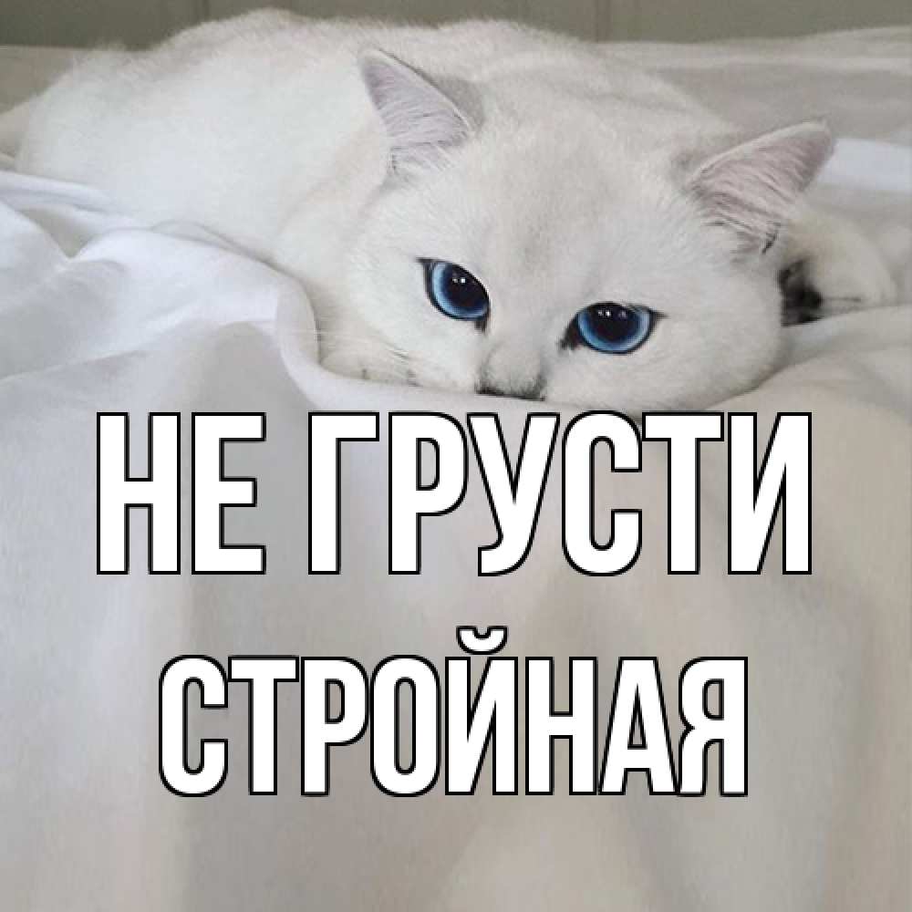 Открытка на каждый день с именем, Стpойная Не грусти белый кот с голубыми глазами на белоснежной кровати Прикольная открытка с пожеланием онлайн скачать бесплатно 