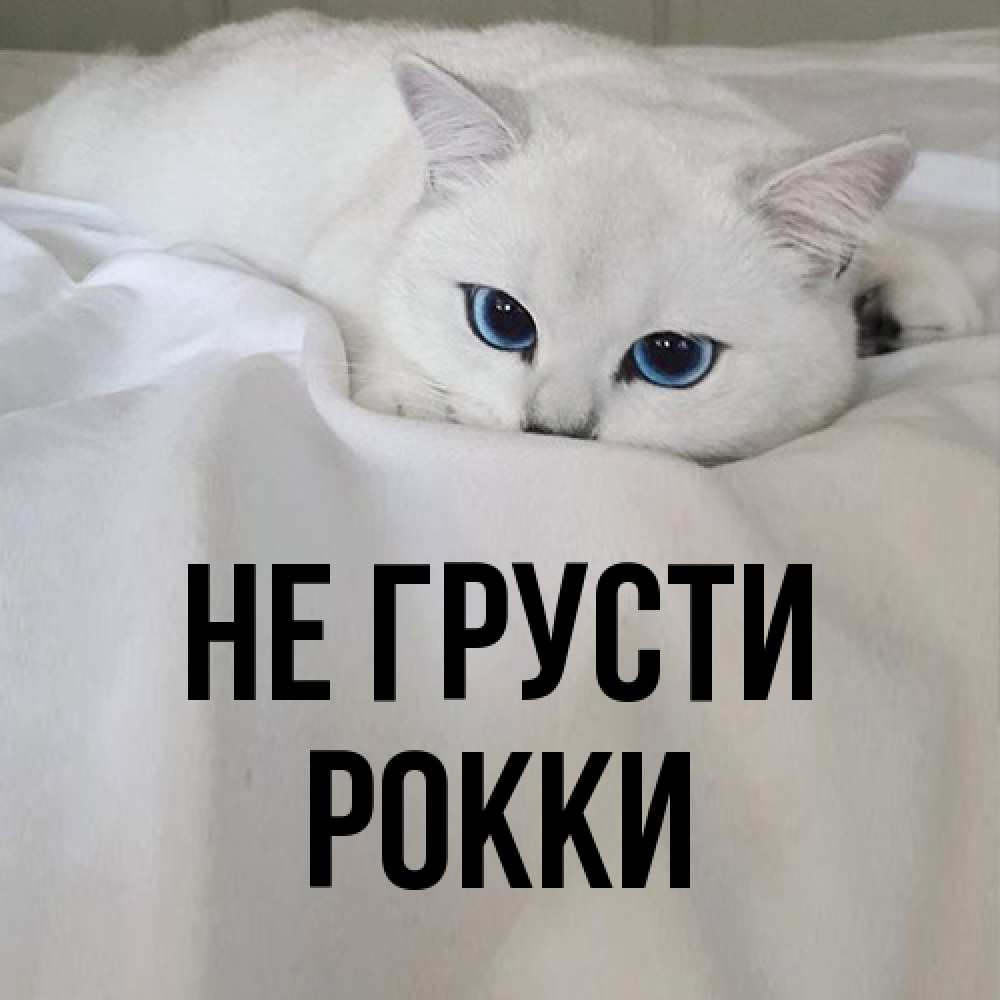 Открытка на каждый день с именем, Рокки Не грусти Голубоглазая кошка Прикольная открытка с пожеланием онлайн скачать бесплатно 