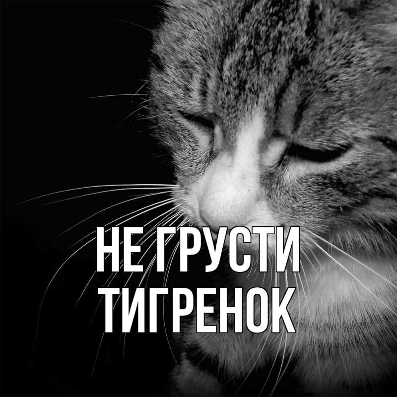 Картинка Не грусти, Тигpенок