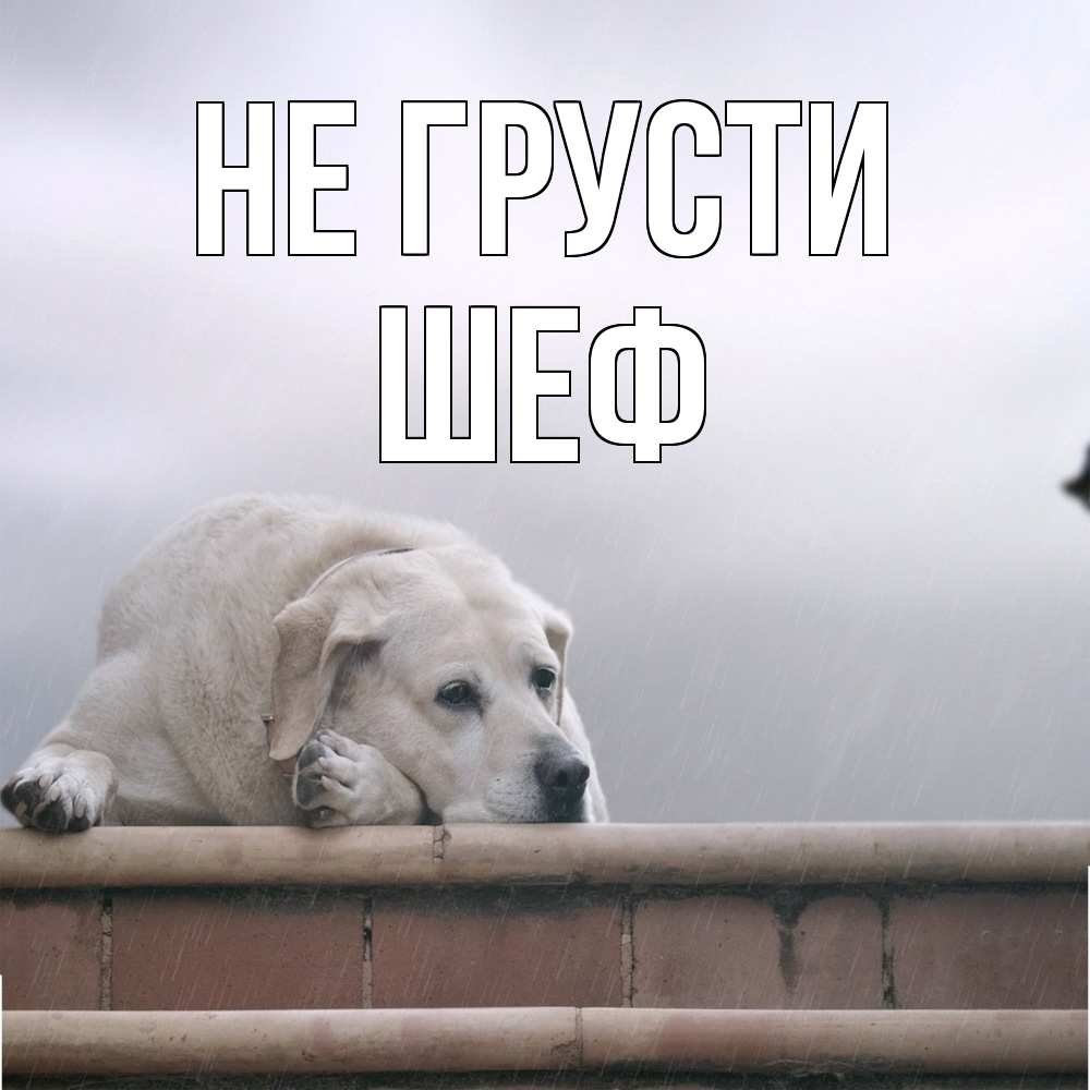 Открытка на каждый день с именем, Шеф Не грусти белый пес 1 Прикольная открытка с пожеланием онлайн скачать бесплатно 
