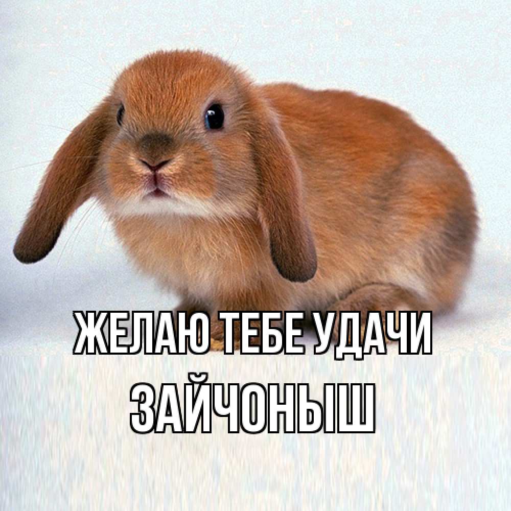Открытка на каждый день с именем, зайчоныш Желаю тебе удачи вставить текст в открытку по выбору Прикольная открытка с пожеланием онлайн скачать бесплатно 