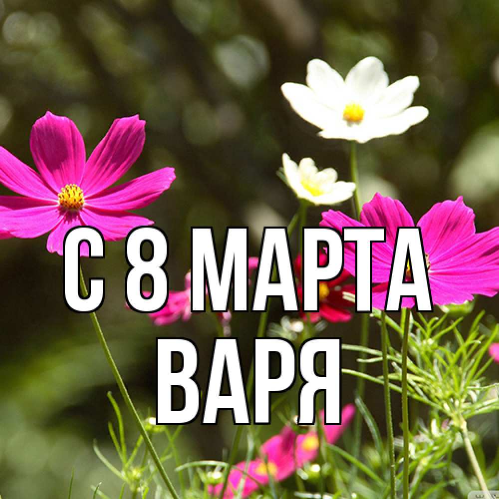 Открытка на каждый день с именем, Варя C 8 МАРТА цветы Прикольная открытка с пожеланием онлайн скачать бесплатно 