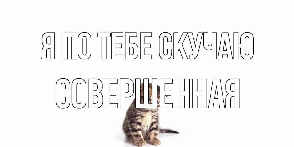 Открытка на каждый день с именем, Совершенная Я по тебе скучаю кот Прикольная открытка с пожеланием онлайн скачать бесплатно 