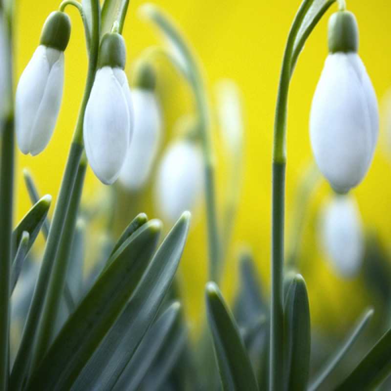 Картинка C 8 МАРТА, Леля