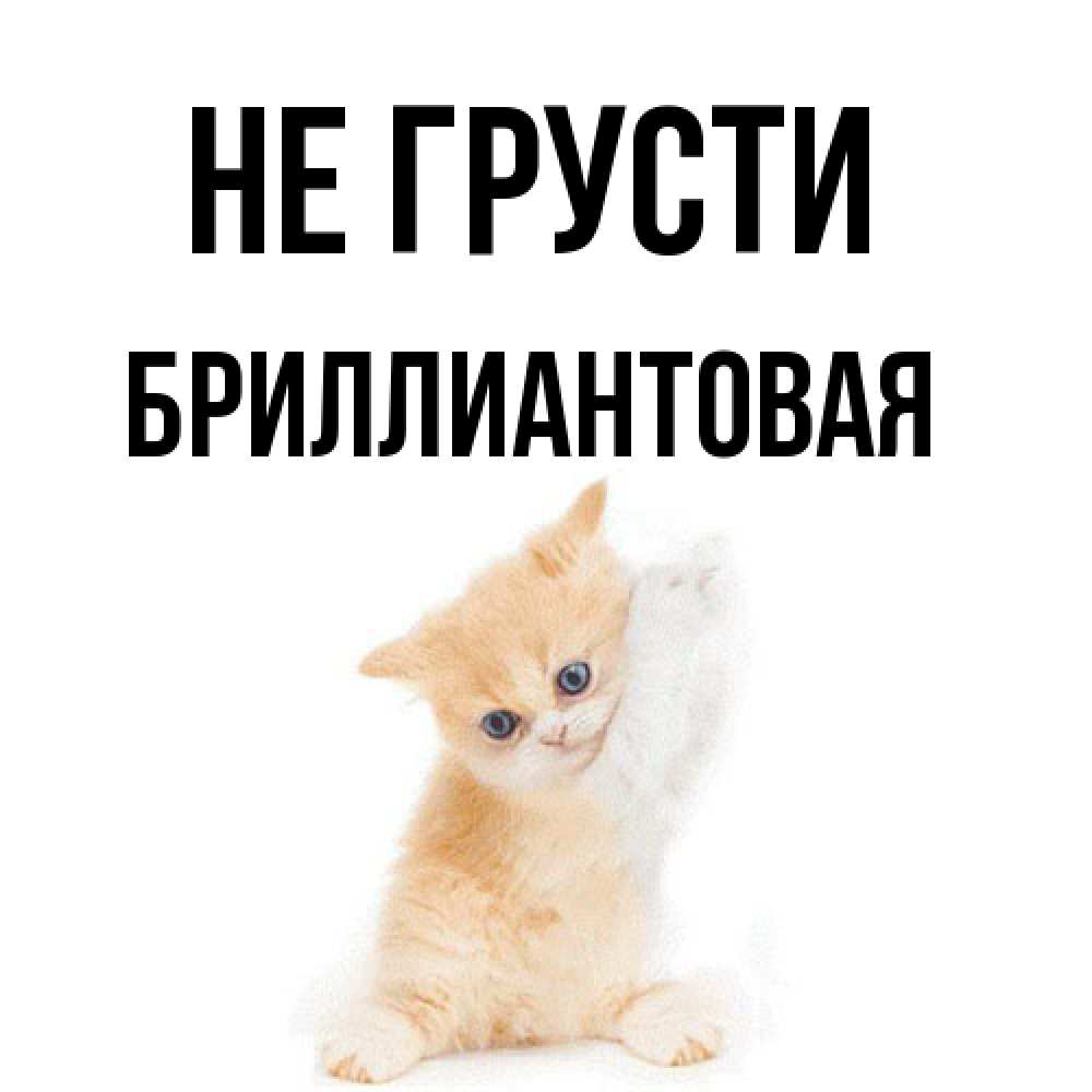 Открытка на каждый день с именем, Бpиллиантовая Не грусти просящий кот Прикольная открытка с пожеланием онлайн скачать бесплатно 