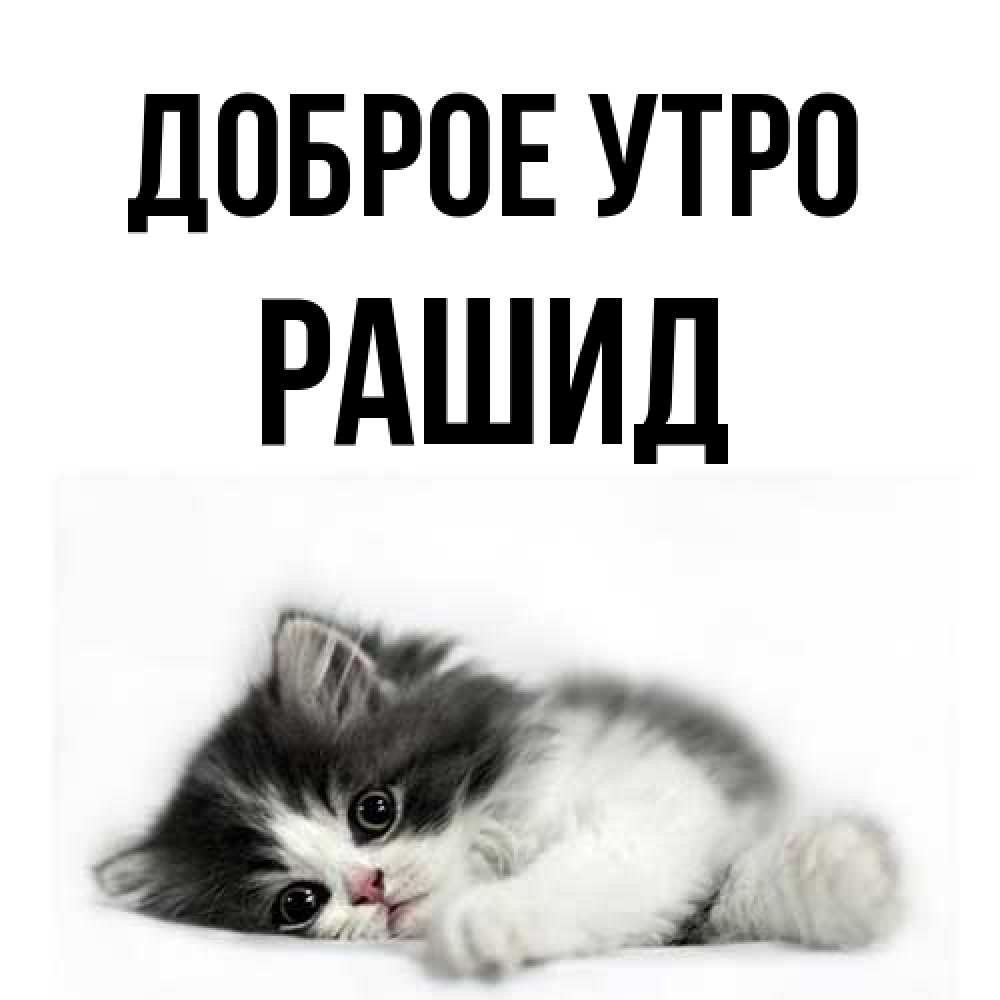 Открытка на каждый день с именем, Рашид Доброе утро кот лапки Прикольная открытка с пожеланием онлайн скачать бесплатно 
