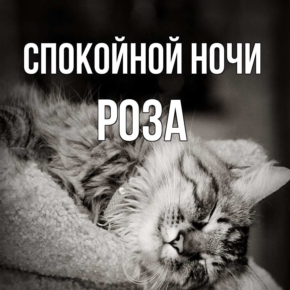 Открытка на каждый день с именем, Роза Спокойной ночи котярик пушистый Прикольная открытка с пожеланием онлайн скачать бесплатно 