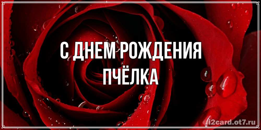 Открытка на каждый день с именем, Пчёлка С днем рождения крупная бордовая роза Прикольная открытка с пожеланием онлайн скачать бесплатно 