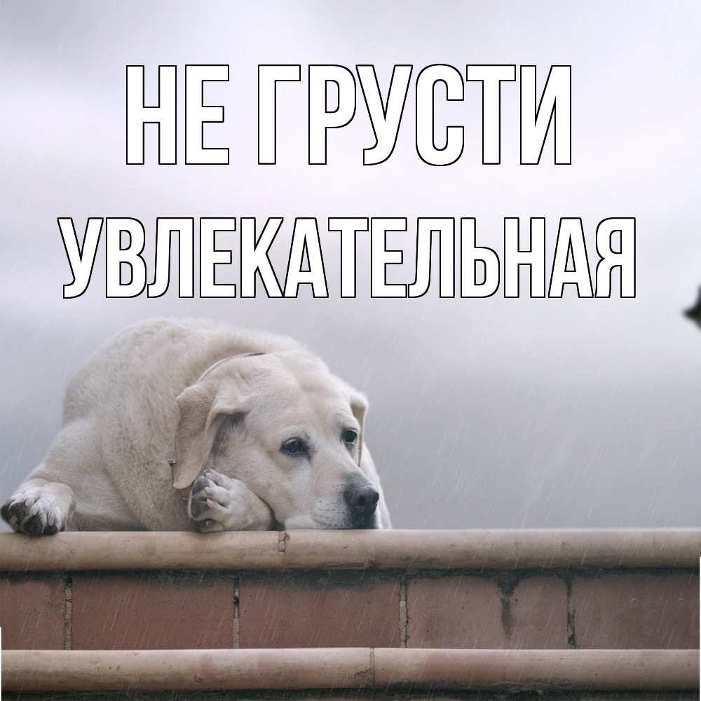 Открытка на каждый день с именем, Увлекательная Не грусти белый пес 1 Прикольная открытка с пожеланием онлайн скачать бесплатно 