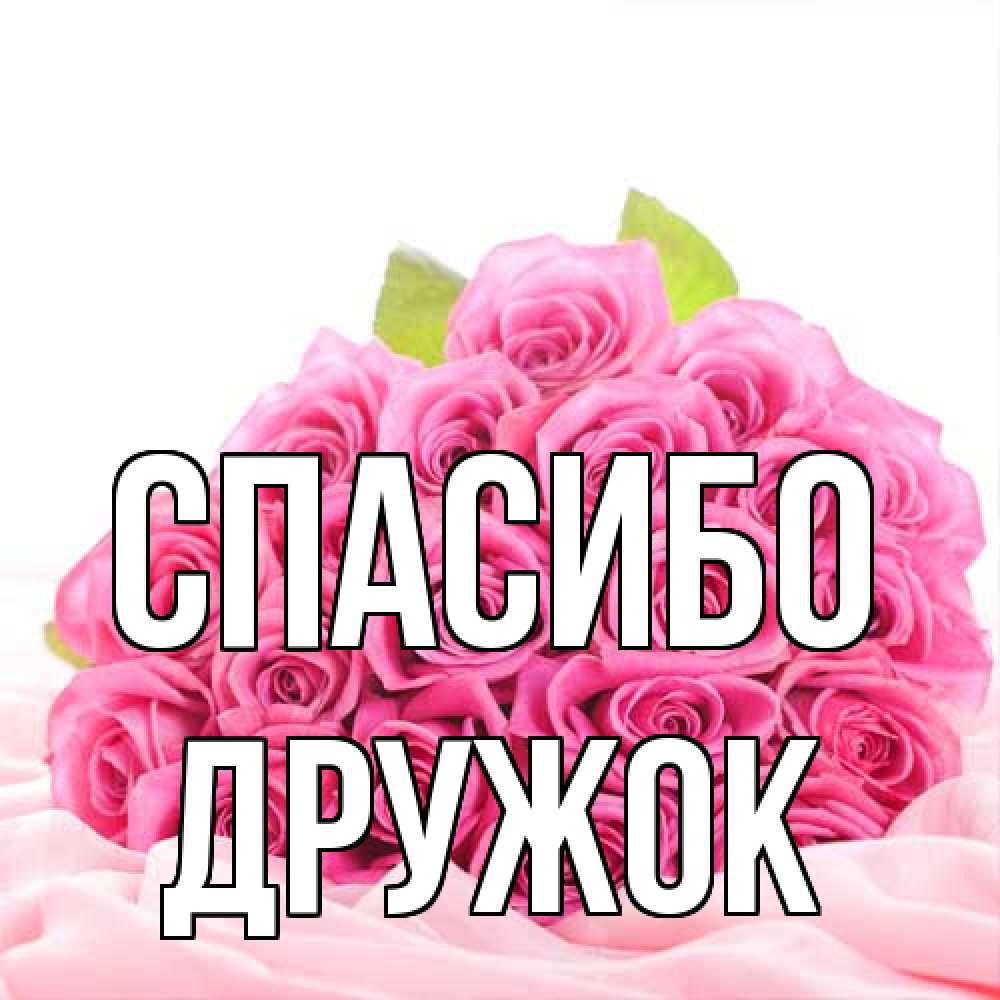 Открытка на каждый день с именем, Дружок Спасибо розовые розы с подписью Прикольная открытка с пожеланием онлайн скачать бесплатно 