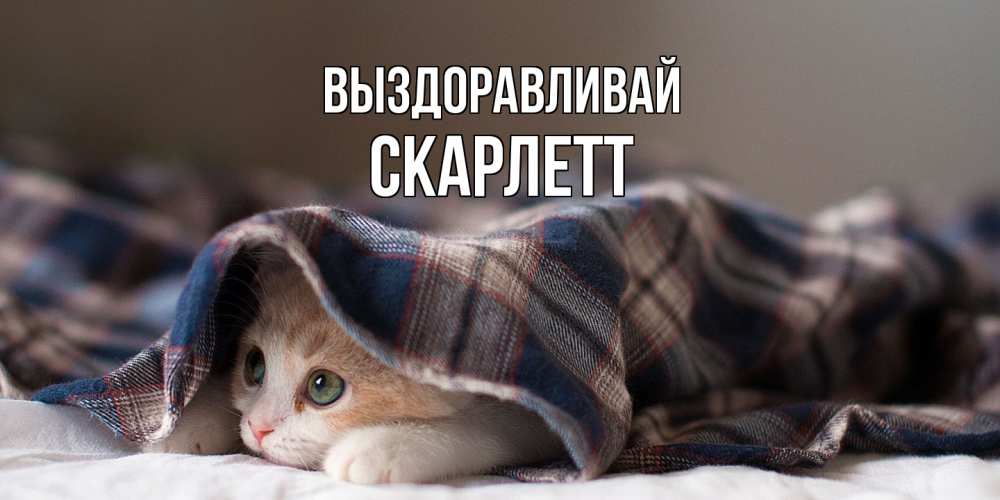Открытка на каждый день с именем, Скарлетт Выздоравливай не болейте с котиком Прикольная открытка с пожеланием онлайн скачать бесплатно 