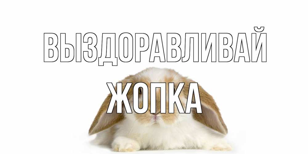 Открытка на каждый день с именем, Жопка Выздоравливай вислоухий кролик белого и коричневого цвета Прикольная открытка с пожеланием онлайн скачать бесплатно 