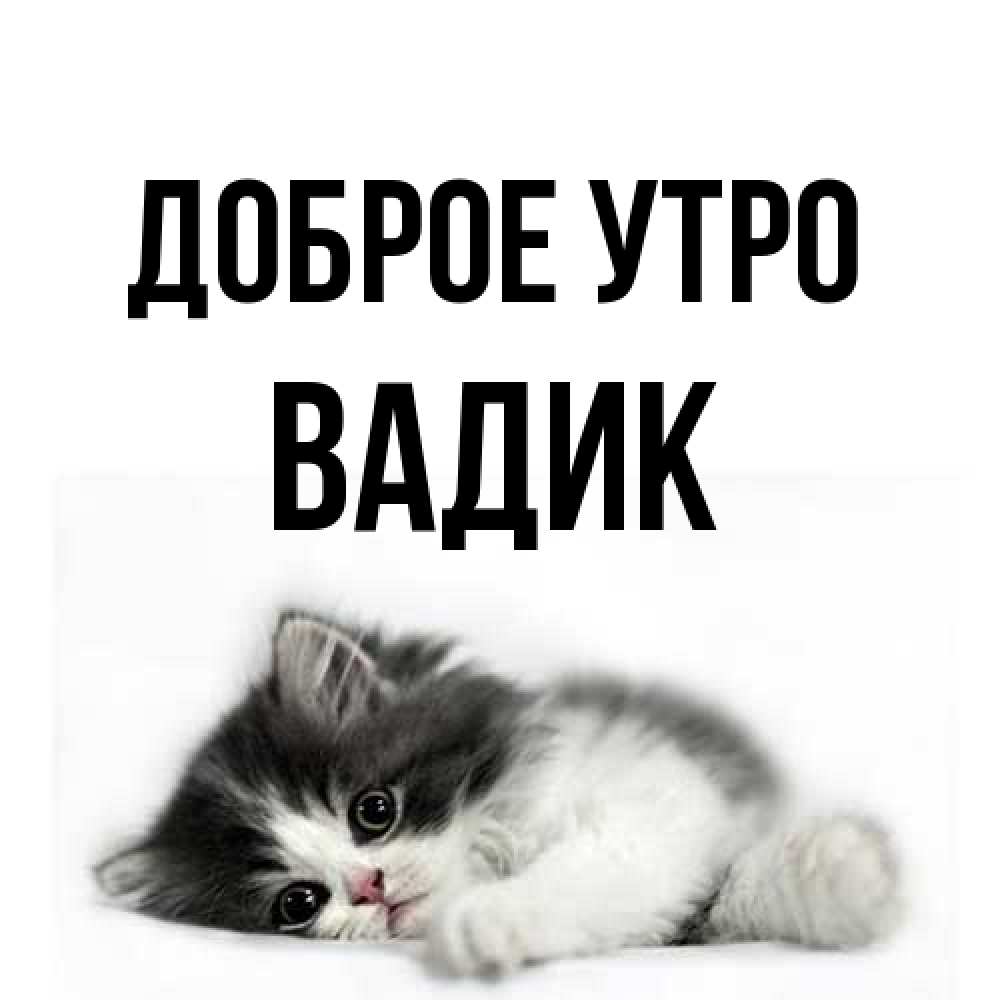 Открытка на каждый день с именем, Вадик Доброе утро кот лапки Прикольная открытка с пожеланием онлайн скачать бесплатно 