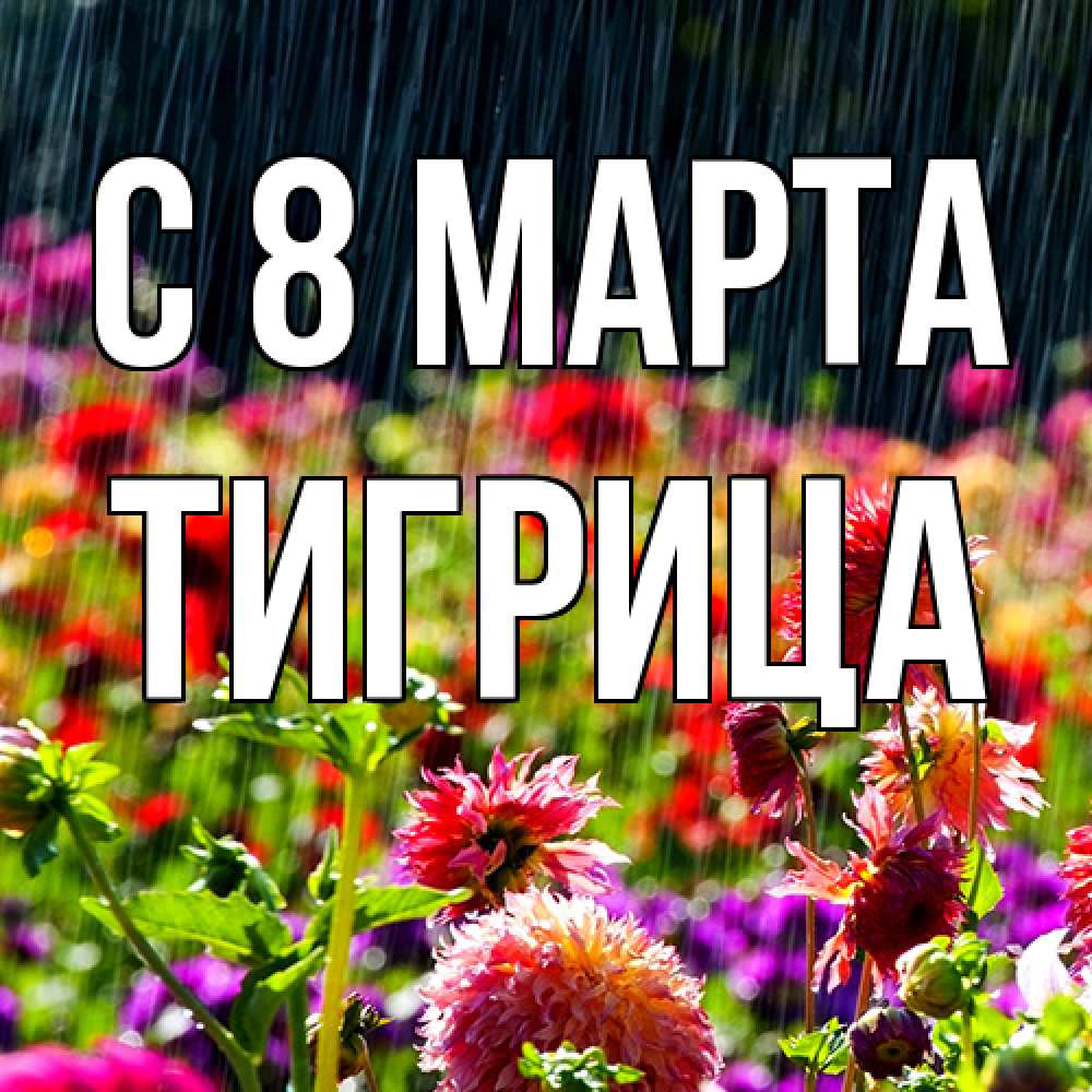 Открытка на каждый день с именем, Тигрица C 8 МАРТА цветы под дождиком к международному женскому дню Прикольная открытка с пожеланием онлайн скачать бесплатно 