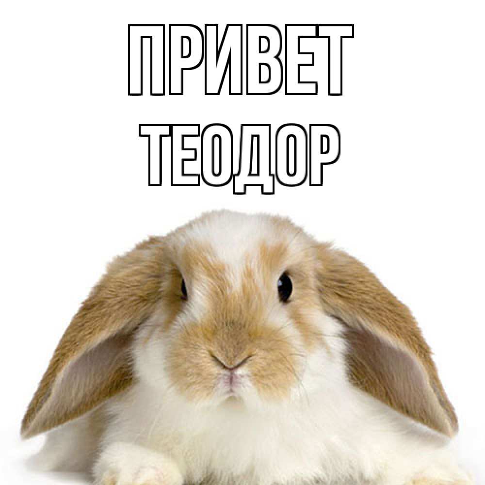 Открытка на каждый день с именем, Теодор Привет с животными Прикольная открытка с пожеланием онлайн скачать бесплатно 