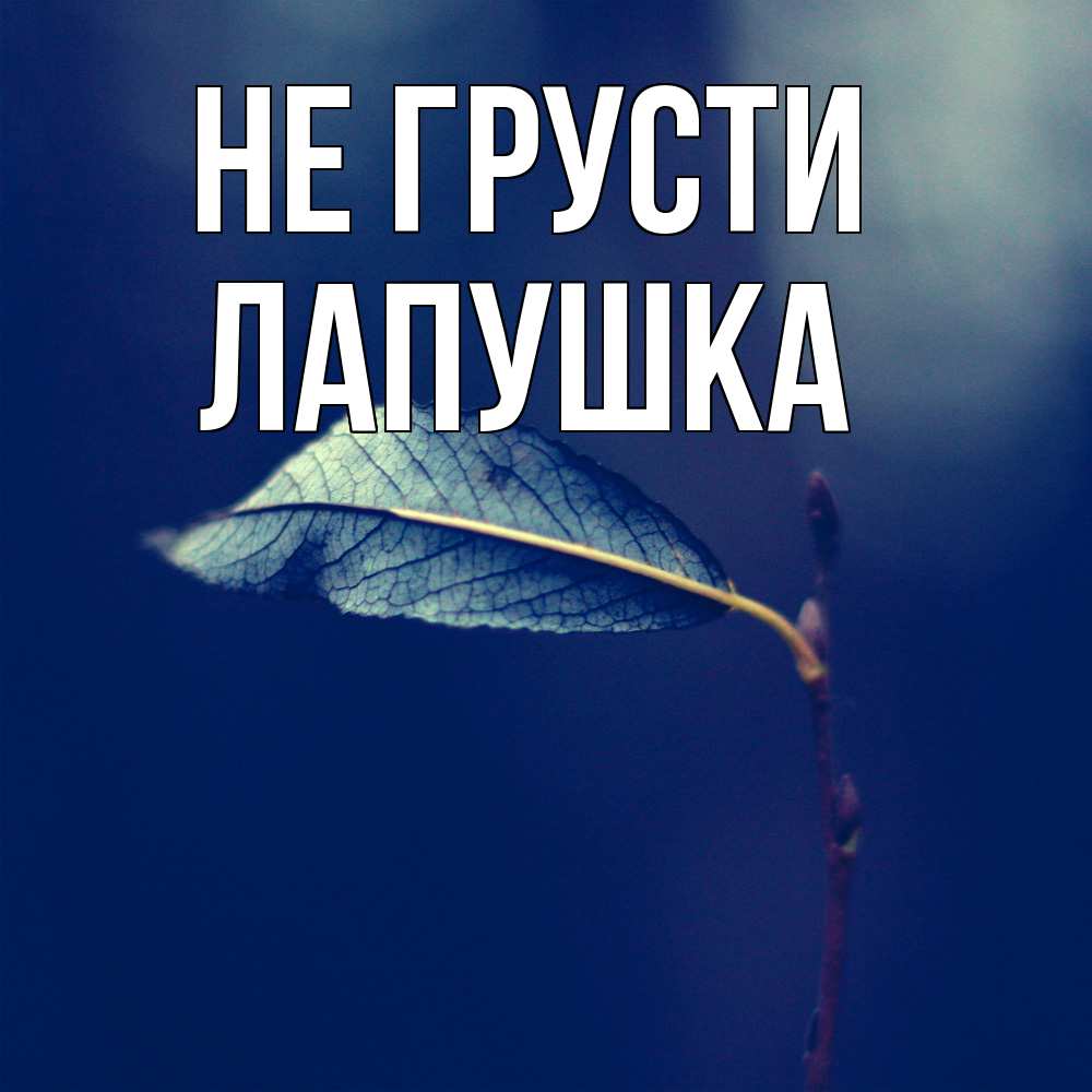 Открытка на каждый день с именем, лапушка Не грусти растение Прикольная открытка с пожеланием онлайн скачать бесплатно 