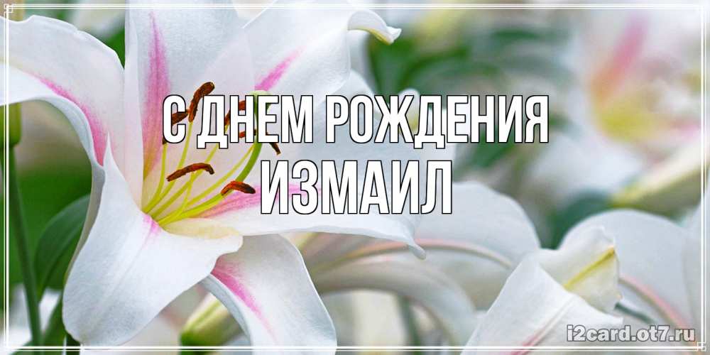 Открытка на каждый день с именем, Измаил С днем рождения открытка с белой лилией Прикольная открытка с пожеланием онлайн скачать бесплатно 