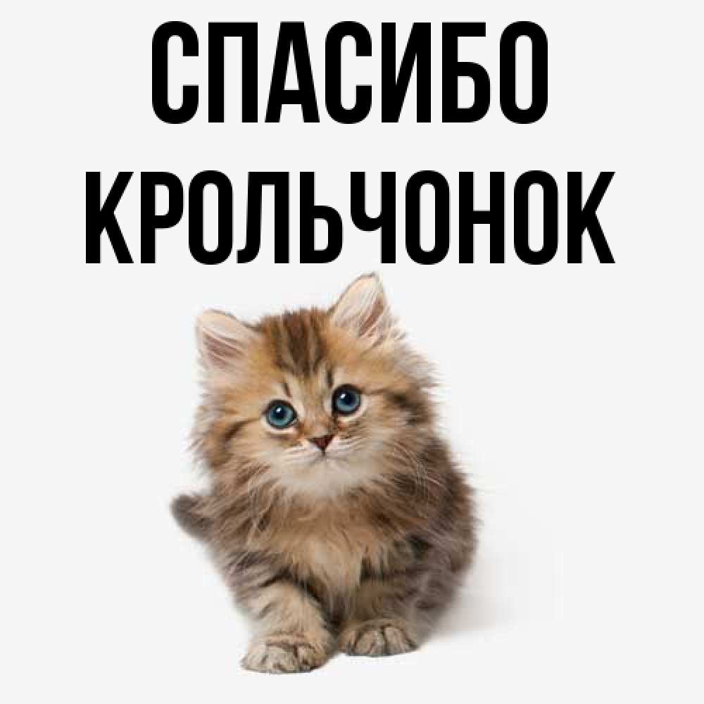 Открытка на каждый день с именем, Крольчонок Спасибо пушистый котик Прикольная открытка с пожеланием онлайн скачать бесплатно 