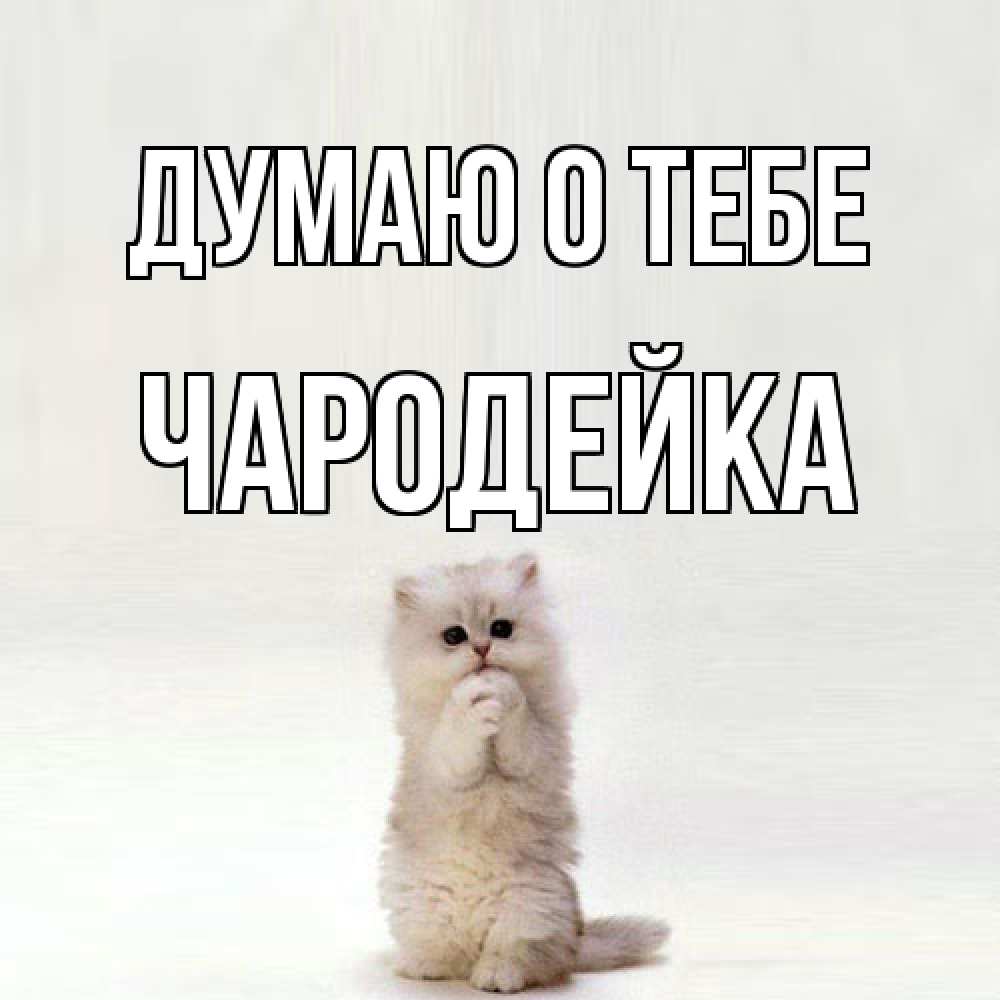 Открытка на каждый день с именем, Чаpодейка Думаю о тебе кот стоит на задних лапах Прикольная открытка с пожеланием онлайн скачать бесплатно 