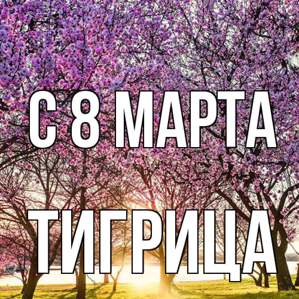 Открытка на каждый день с именем, Тигрица C 8 МАРТА международный женский день Прикольная открытка с пожеланием онлайн скачать бесплатно 