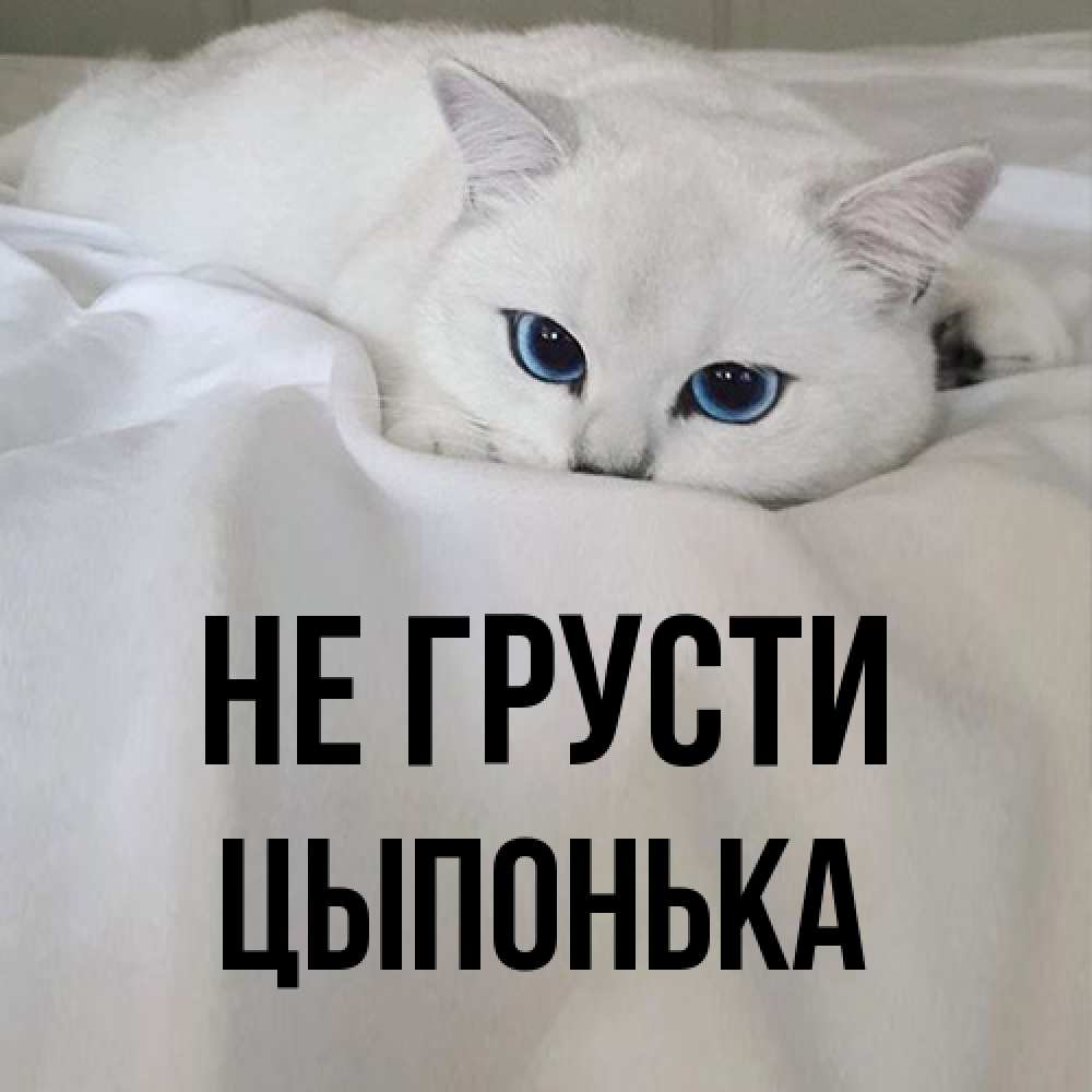 Открытка на каждый день с именем, Цыпонька Не грусти Голубоглазая кошка Прикольная открытка с пожеланием онлайн скачать бесплатно 