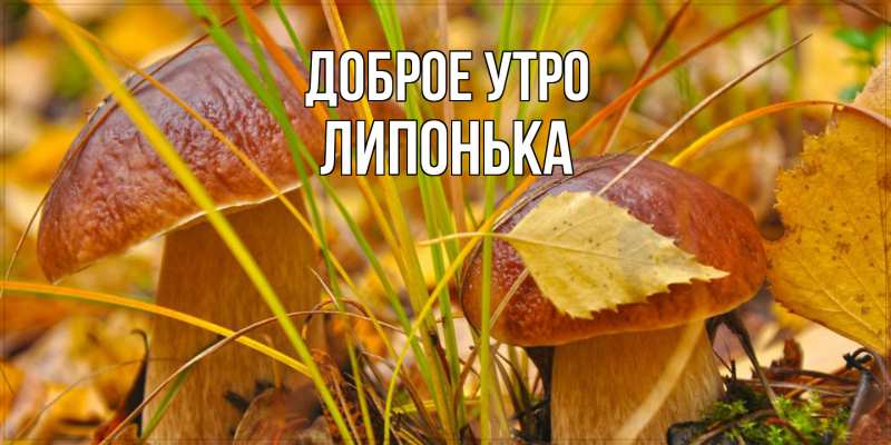 Картинка Доброе утро, Липонька