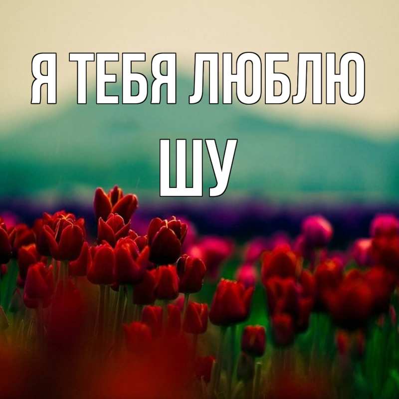 Картинка Я тебя люблю, Шу