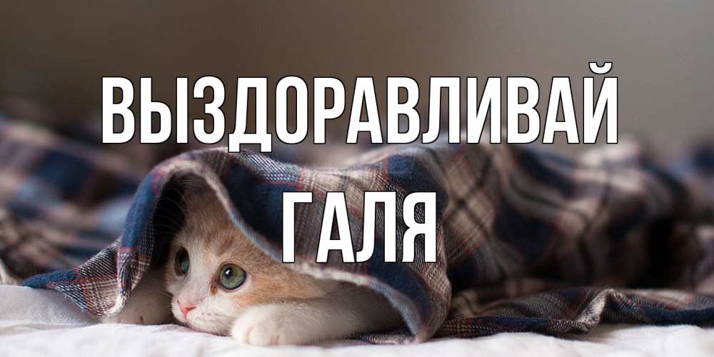 Открытка на каждый день с именем, Галя Выздоравливай не болейте с котиком Прикольная открытка с пожеланием онлайн скачать бесплатно 