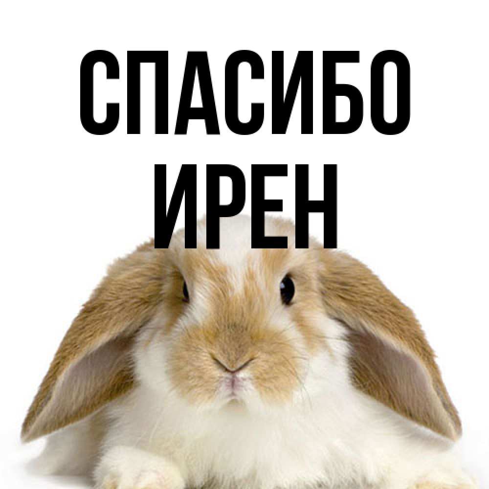 Открытка на каждый день с именем, Ирен Спасибо коричнево белый заяц Прикольная открытка с пожеланием онлайн скачать бесплатно 