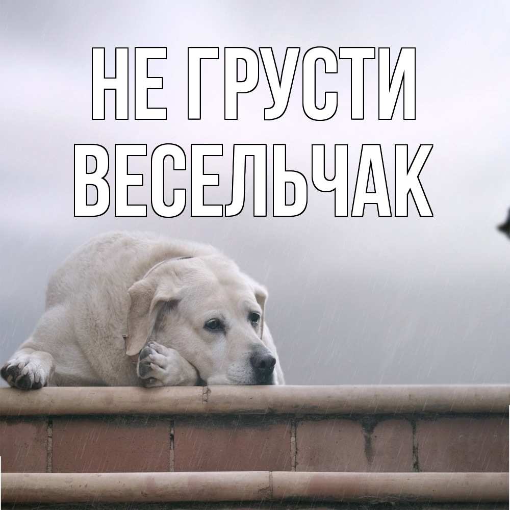 Открытка на каждый день с именем, Весельчак Не грусти белый пес 1 Прикольная открытка с пожеланием онлайн скачать бесплатно 