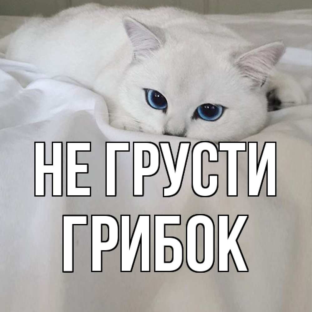 Открытка на каждый день с именем, Грибок Не грусти белый кот с голубыми глазами на белоснежной кровати Прикольная открытка с пожеланием онлайн скачать бесплатно 