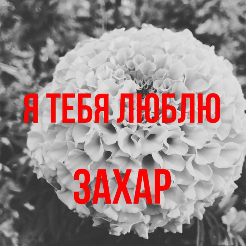 Картинка Я тебя люблю, Захар