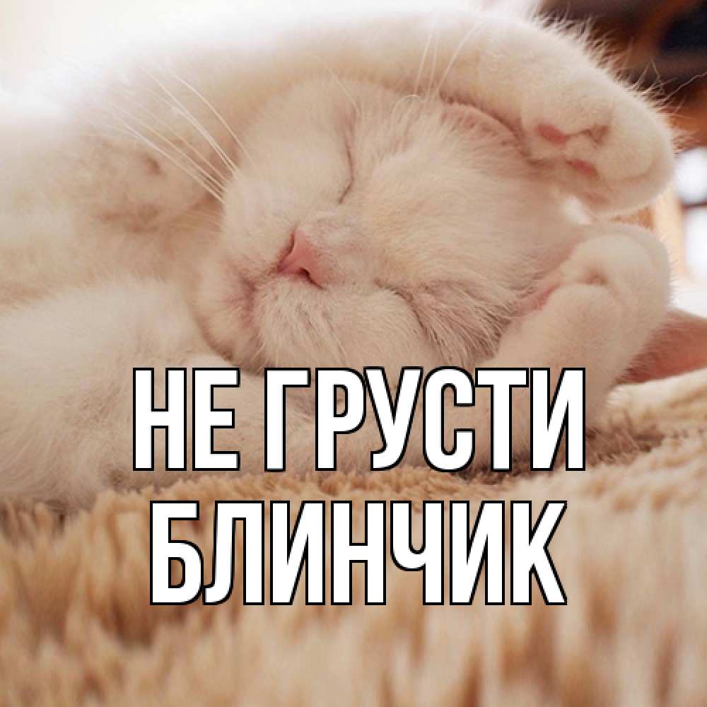 Открытка на каждый день с именем, Блинчик Не грусти белый кот Прикольная открытка с пожеланием онлайн скачать бесплатно 