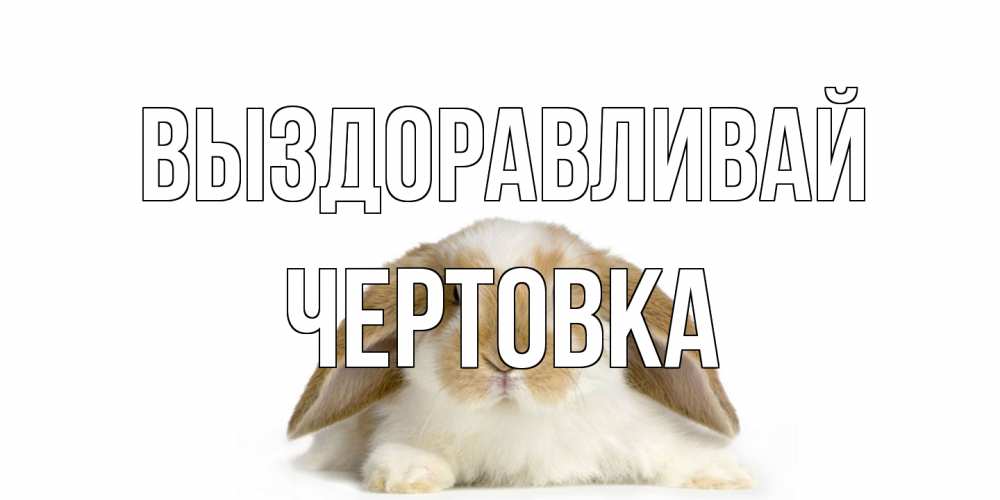 Открытка на каждый день с именем, Чертовка Выздоравливай вислоухий кролик белого и коричневого цвета Прикольная открытка с пожеланием онлайн скачать бесплатно 