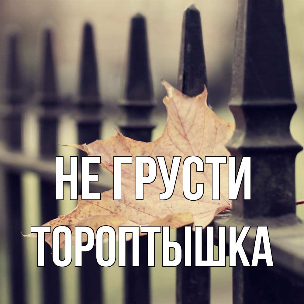 Открытка на каждый день с именем, Тороптышка Не грусти лист клена Прикольная открытка с пожеланием онлайн скачать бесплатно 
