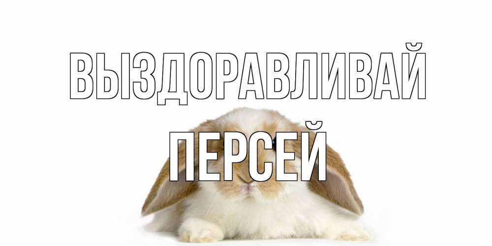 Открытка на каждый день с именем, Персей Выздоравливай вислоухий кролик белого и коричневого цвета Прикольная открытка с пожеланием онлайн скачать бесплатно 