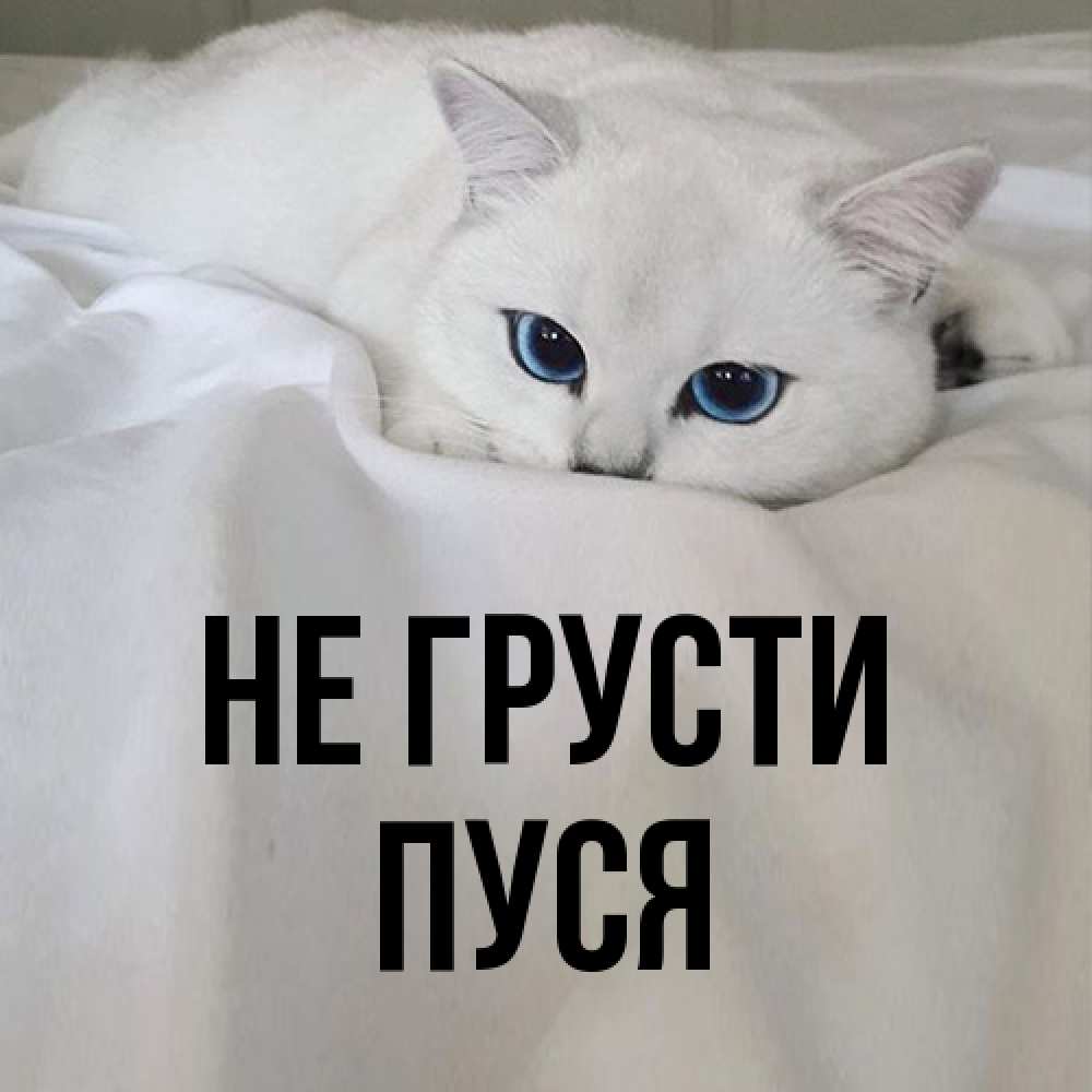 Открытка на каждый день с именем, Пуся Не грусти Голубоглазая кошка Прикольная открытка с пожеланием онлайн скачать бесплатно 