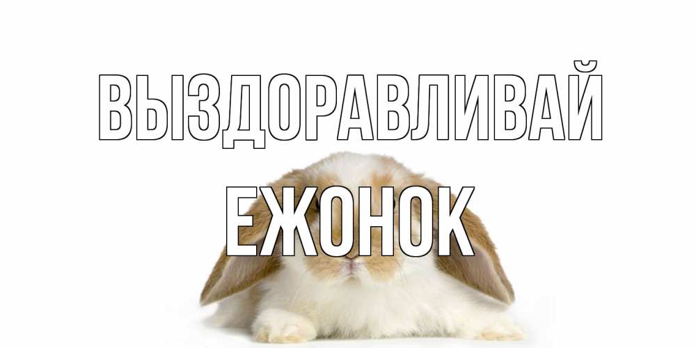 Открытка на каждый день с именем, Ежонок Выздоравливай вислоухий кролик белого и коричневого цвета Прикольная открытка с пожеланием онлайн скачать бесплатно 
