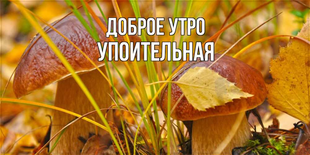 Открытка на каждый день с именем, Упоительная Доброе утро осенние грибы Прикольная открытка с пожеланием онлайн скачать бесплатно 