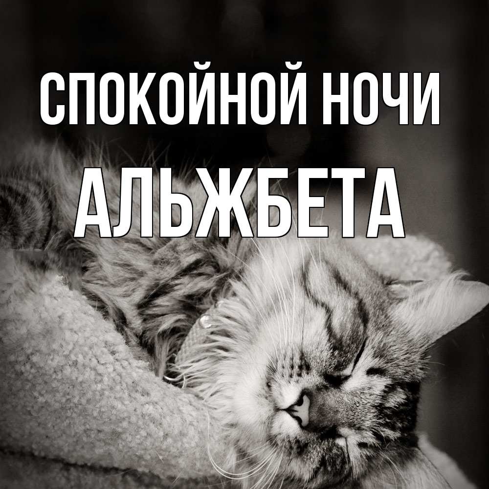 Открытка на каждый день с именем, Альжбета Спокойной ночи котярик пушистый Прикольная открытка с пожеланием онлайн скачать бесплатно 
