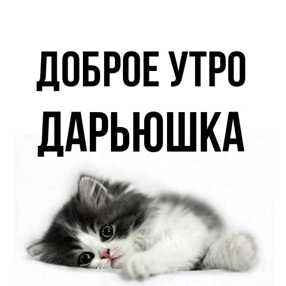Открытка на каждый день с именем, Дарьюшка Доброе утро кот лапки Прикольная открытка с пожеланием онлайн скачать бесплатно 
