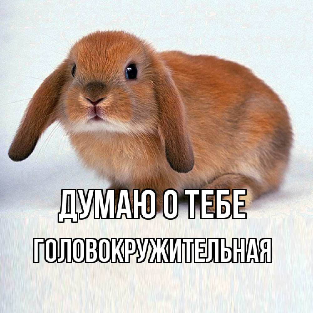 Открытка на каждый день с именем, Головокpужительная Думаю о тебе кроль коричневый Прикольная открытка с пожеланием онлайн скачать бесплатно 