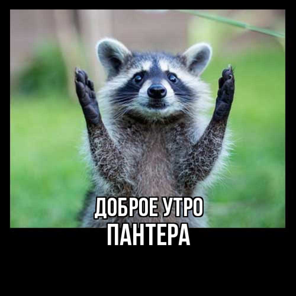 Открытка на каждый день с именем, Пантера Доброе утро хорошее настроение утречком Прикольная открытка с пожеланием онлайн скачать бесплатно 