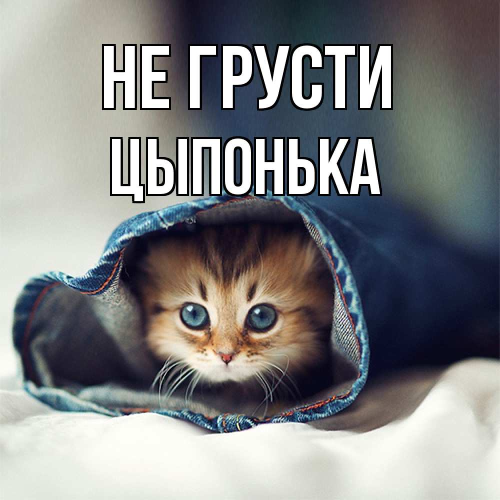 Открытка на каждый день с именем, Цыпонька Не грусти кот в одежде Прикольная открытка с пожеланием онлайн скачать бесплатно 